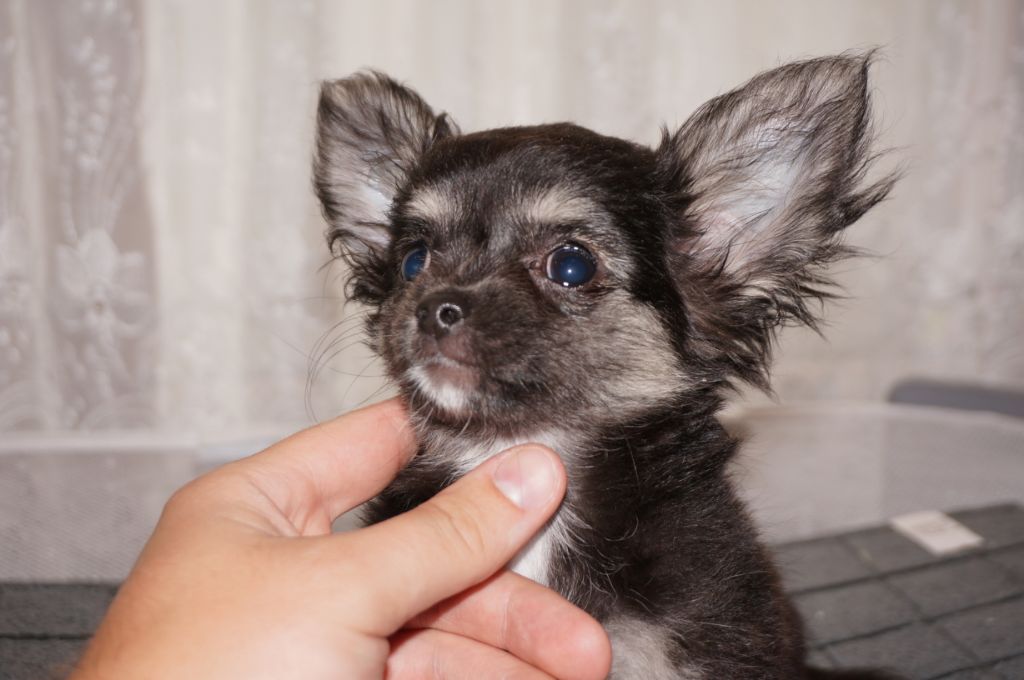 el mondo de gremlins - Chiot disponible  - Chihuahua