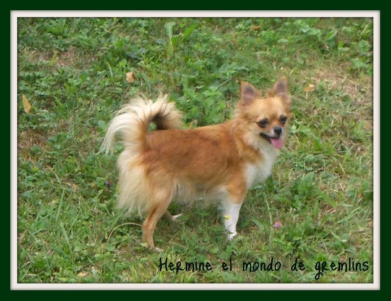 Hermine el mondo de gremlins